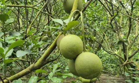 Từng nổi danh với sầu riêng, vùng đất này của Malaysia đang chuyển hướng sang loại quả phổ biến tại chợ Việt, hiệu quả kinh tế cao với hơn 50.000 đồng mỗi kg