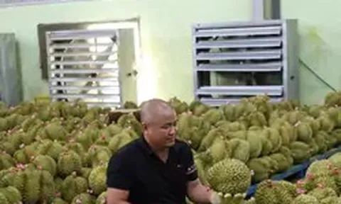 Để nông sản tỷ đô không vỡ trận xuất khẩu: Gian nan tìm 'hộ chiếu'