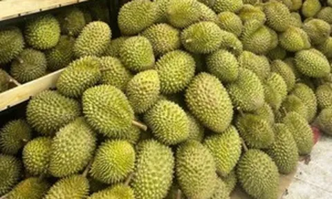 Thêm thị trường tỷ dân đón sầu riêng Việt Nam không rào cản