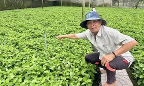 Từ bỏ 2ha lúa, lão nông Cần Thơ đổi sang trồng loại cây ngày nào cũng bán, thu 400 triệu/năm