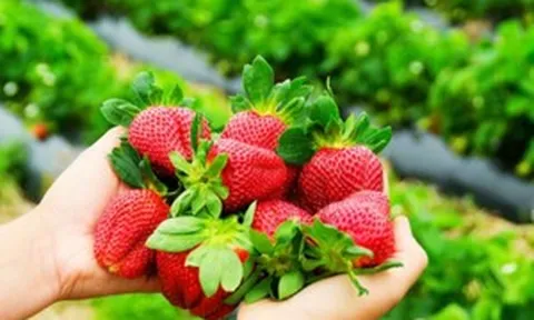 Từng quen mặt trên các nông trại Việt Nam, loại quả đỏ mọng này vừa mang về cho Hàn Quốc doanh thu kỷ lục nhờ một chiến lược tiếp thị không tưởng