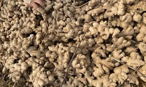 Từng là thứ rẻ bèo ngoài chợ, hai loại gia vị này vừa mang về hàng chục triệu USD và đưa Việt Nam lên top 3 thế giới