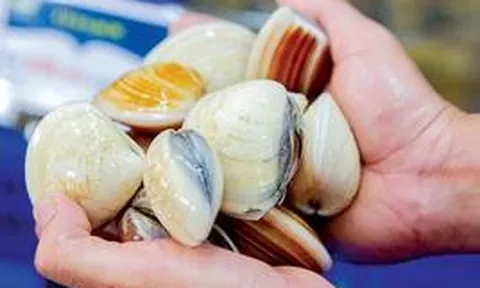 Chủ cửa hàng hải sản 30 năm nói thẳng: 4 kiểu ngao cho không cũng đừng lấy, ăn không ngon còn "rước bệnh vào thân"