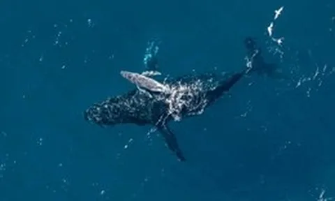 Drone ghi trọn khoảnh khắc cá voi lưng gù sinh con giữa đại dương