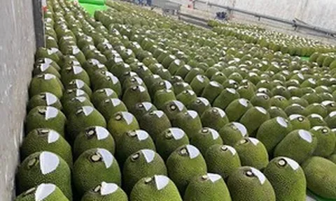 Loại quả Việt được Trung Quốc săn đón, xuất khẩu gần 68 triệu USD chỉ trong 3 tháng, người dùng thừa nhận ngon hơn hẳn loại nội địa nên sẵn sàng trả giá cao