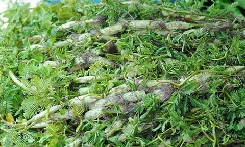 Ăn 1 nắm rau này "tốt ngang thịt", nhìn qua tưởng cỏ dại