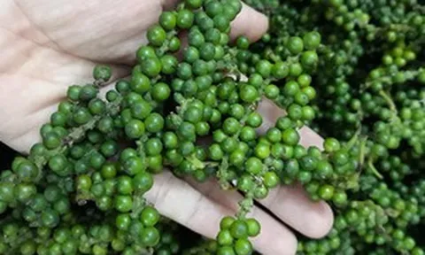 'Vàng đen' của Việt Nam vẫn mang về hơn 519 triệu USD dù giá giảm