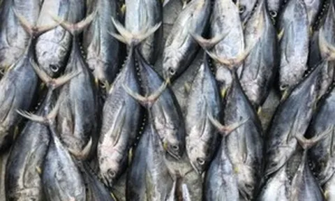 Từng bị lép vế trước nhiều mặt hàng thủy sản, siêu thực phẩm giàu protein hơn cá hồi này vừa âm thầm mang về nửa tỷ USD cho Việt Nam