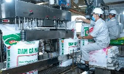 Loạt lãnh đạo Đạm Cà Mau (DCM) nhận thù lao “khủng”, có người bình quân vượt 1 tỷ đồng mỗi tháng
