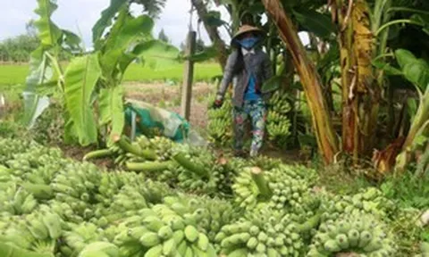 Không phải sầu riêng, thứ quả bình dân này đang khiến các tỷ phú Việt rót hàng chục nghìn hecta đất để 'kéo' thị phần