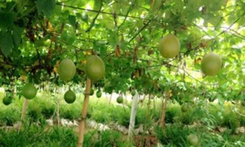Nhặt vài hạt giống lạ mang về sau trận lũ lịch sử, người đàn ông bất ngờ đổi đời nhờ một loại quả cực kỳ quen thuộc tại Việt Nam