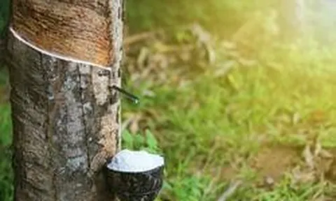 Lãi đột biến, GVR “rót” nghìn tỷ đồng vào quỹ khoa học công nghệ