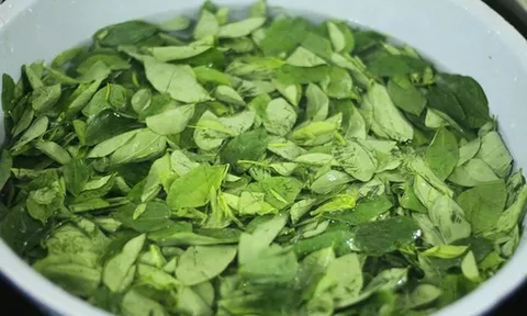 Loại rau quen thuộc từng làm hàng rào, nay được săn tìm vì được ví như “cây thuốc”