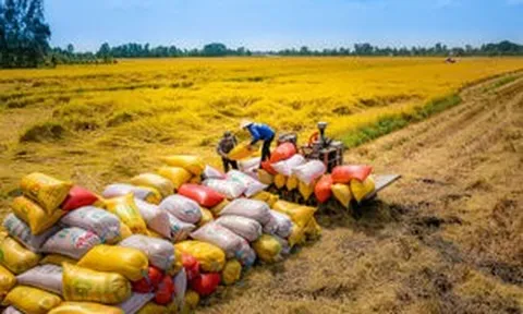 Việt Nam mong muốn tập đoàn gạo hàng đầu Australia tập trung vào 3 khâu then chốt này