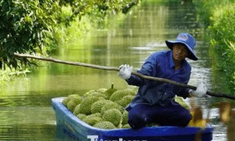 Sầu riêng 'tắc' mã vùng trồng, chủ tịch tỉnh thành phải chịu trách nhiệm