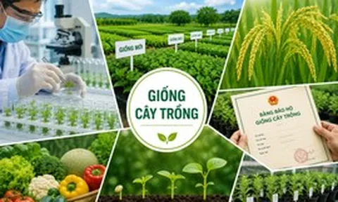 Đề xuất thống nhất đầu mối quản lý nhà nước về bảo hộ quyền đối với giống cây trồng