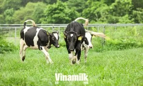 Nuôi bò sữa ở xứ nóng: Từ nan đề không tưởng đến bài toán tự chủ của một quốc gia