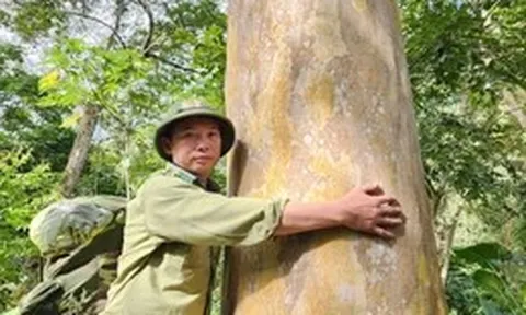Dưới tán rừng lặng lẽ