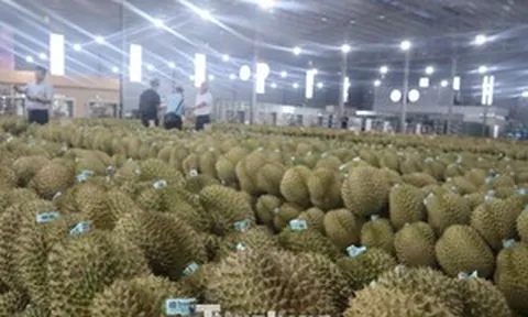 Cảnh báo cơn sốt tỷ đô: Đừng để sầu riêng một mình!