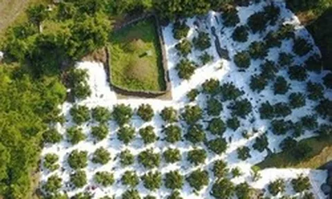 Trung Quốc lo thất thu một loại trái cây chủ lực: Nguồn cung tăng mạnh - giá giảm, Việt Nam cũng đang trồng nhiều