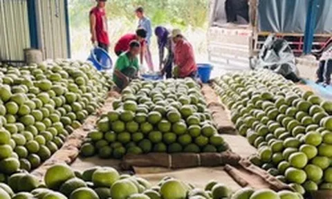 Trung Quốc đón tin vui với loại quả Việt Nam cũng đang trồng rất nhiều: Châu Âu, Nga cực ưa chuộng, sản lượng tăng mạnh