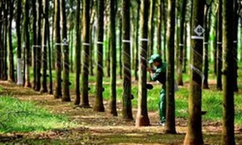 Cao su Tây Ninh (TRC) chính thức chốt ngày trả cổ phiếu thưởng “khủng” tỷ lệ 1:3