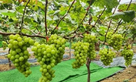Nho Shine Muscat rớt giá 'thảm hại'