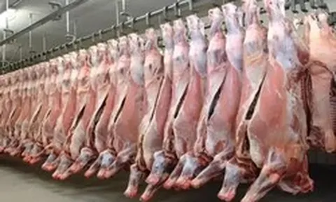 Hơn 100.000 tấn thịt Ấn Độ vào Việt Nam, phần lớn là thịt trâu đông lạnh