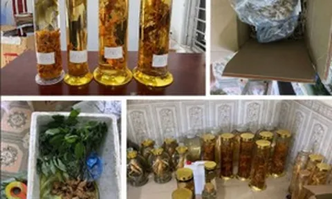‘Quốc bảo’ quá đắt đỏ, người phụ nữ nảy lòng tham nhập một loại củ có hình dáng tương đồng để lừa người dùng trên livestream TikTok