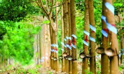Cao su Phước Hòa (PHR) sắp chi 190 tỷ đồng trả cổ tức, thưởng cổ phiếu tỷ lệ 80%