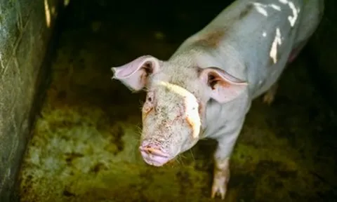 Từng ám ảnh mùi nước gạo nuôi lợn, tôi bật khóc trước mẩu giấy của bà