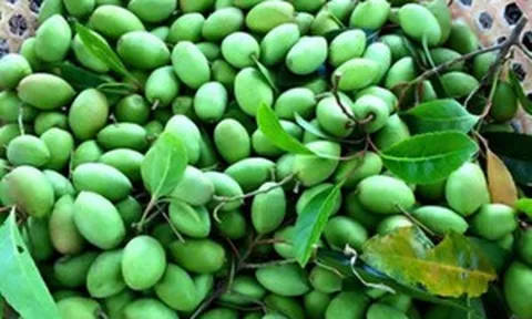 Từng bị bỏ mặc rụng đầy gốc, loại quả rừng này giờ là món ngon đắt đỏ được dân thành thị tranh mua với giá rất cao