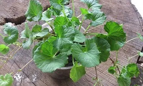 Việt Nam có 1 loại rau chống rụng tóc, kích thích mọc tóc con: Giá chỉ 15.000 đồng/kg nhưng đem lại vô vàn lợi ích sức khỏe