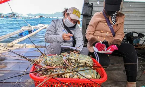 Tiêu hủy 180.000 con tôm hùm giống nhập lậu: Hé lộ cái  khó của ngành tôm hùm Việt