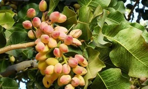 Không sở hữu vùng trồng thương mại nào đáng kể, Việt Nam vẫn thu về hàng trăm triệu USD từ một loại hạt đang khan hiếm trên toàn cầu