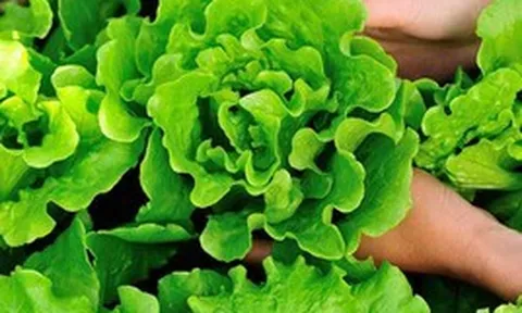 Tin vui cho những người thích ăn rau xà lách!