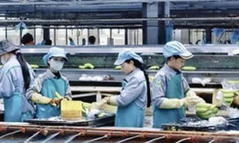 Thaco Agri đã bền bỉ ‘bơm tiền’ cho HAGL Agrico như thế nào?