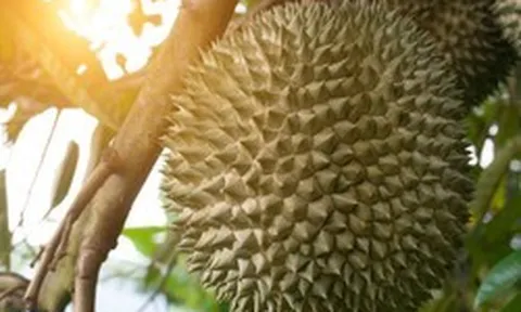 Loại sầu riêng đặc biệt đang được bán gần 1 triệu đồng/quả