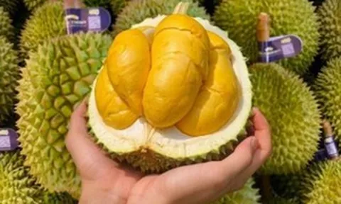 Không phải Musang King hay Ri6, ngôi vương đắt đỏ nhất sạp trái cây Việt gọi tên loại sầu riêng ngoại lai giá lên tới cả triệu đồng
