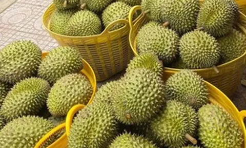 Sầu riêng một nước Đông Nam Á sắp đi 'luồng riêng' vào Trung Quốc, chỉ 3-4 giờ là xong thủ tục