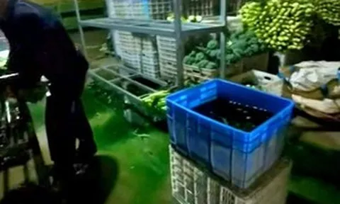 Phát hiện thêm 12 tấn rau diếp ngồng bị tẩm thuốc sau bê bối cải thảo ngâm formaldehyde: Trung Quốc mở rộng kiểm tra toàn bộ chuỗi cung ứng