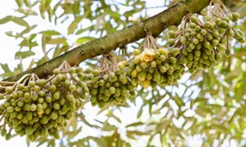 Tăng trưởng gần 200% chỉ trong vài tháng, nguyên nhân thực sự khiến người Hàn Quốc dốc hầu bao cho nông sản tỷ đô của Việt Nam là gì?