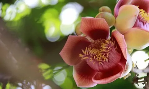Vạch trần chị hàng xóm ngoại tình, giờ tôi lại sống trong dằn vặt