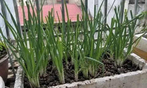 4 lợi ích khi trồng hành lá trong nhà