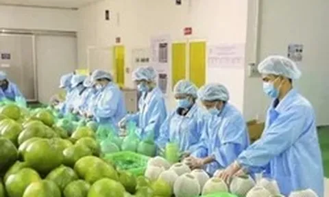 Bộ Nông nghiệp khuyến cáo 'nóng' khi Úc dừng nhập bưởi Việt Nam