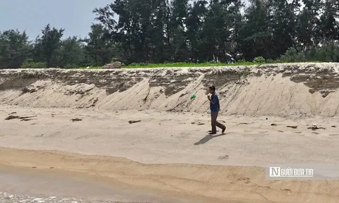 Sạt lở tạo vách cát cao quá đầu, ngư dân Quảng Ngãi chật vật đưa thúng ra biển