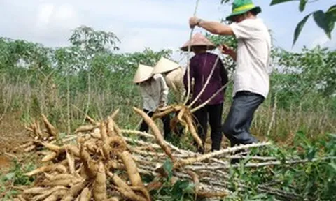 Từng chật vật vì rớt giá, vựa nguyên liệu khổng lồ của Việt Nam bất ngờ thu gần nửa tỷ đô chỉ nhờ thay đổi một công đoạn sau thu hoạch