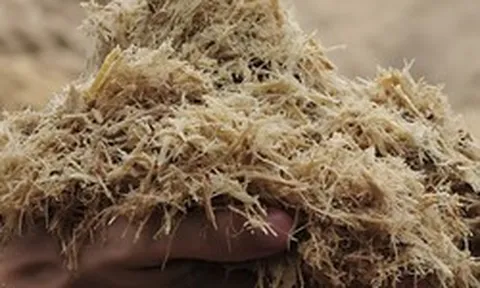 Thứ tưởng bỏ đi ở nhà máy mía đường được nghiên cứu thành "đất" trồng cây ở Trường Sa