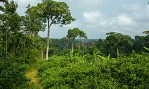 Hàng xóm Việt Nam rót 350 triệu USD vào một quốc gia châu Phi: Phát triển vùng trồng 130.000 ha, đặt cược vào hai loại ‘hạt vàng'