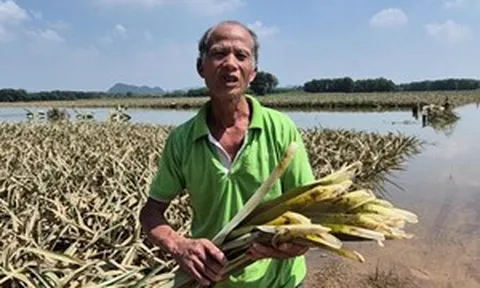 Hàng nghìn hộ dân Thanh Hóa đau thắt lòng chứng kiến 'cây sinh kế' thối nõn giữa biển nước